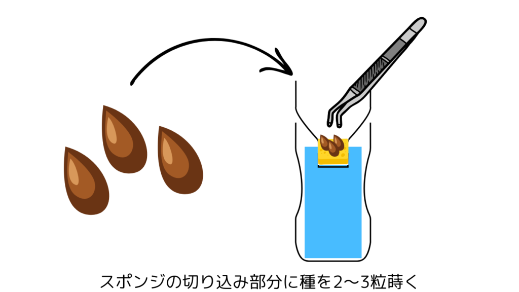 スポンジの切り込み部分に種を2〜3粒蒔く